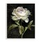Stupell Industries Peony on Black Framed Giclee Wall Art Design by Danhui Nai